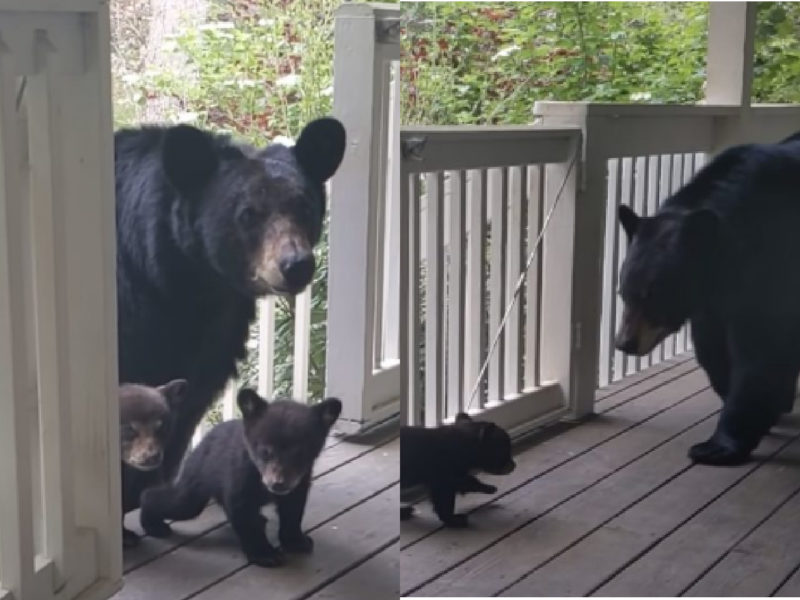 L'uomo fa amicizia con un orso nel corso degli anni, poi lei porta i suoi nuovi cuccioli per mostrarlo