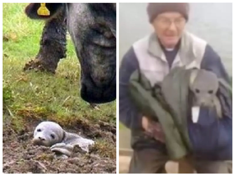 L'uomo salva un cagnolino morente sepolto vivo nel terreno, poi scopre che non è affatto un cagnolino