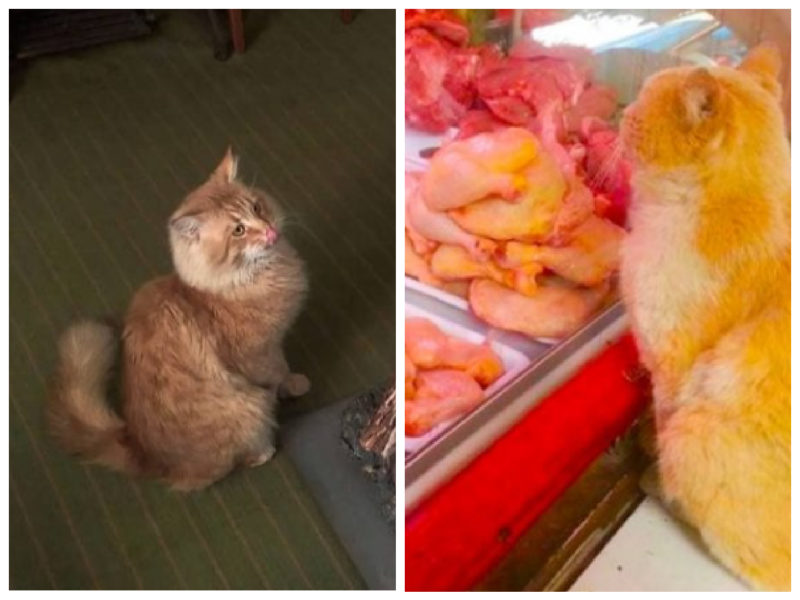 Ogni giorno il gatto rosso chiedeva la carne dal venditrice nel negozio e la portava da qualche parte