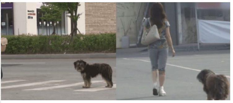 Il cane smarrito ha seguito ogni donna che ha visto per quattro mesi, sperando che fosse la sua proprietaria
