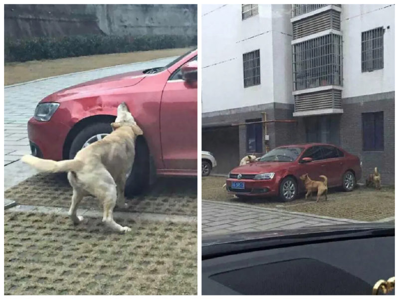 Un uomo ha preso a calci un cane: l'hanno vendicato rovinando la sua macchina