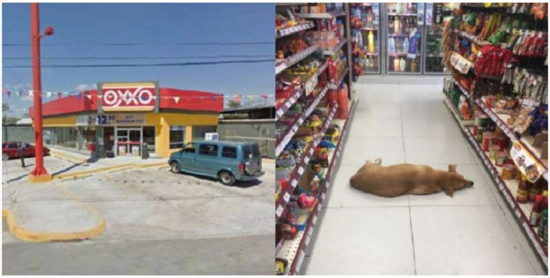 Il negozio ha aperto le sue porte a un cane stanco ed esausto perché era una calda giornata estiva