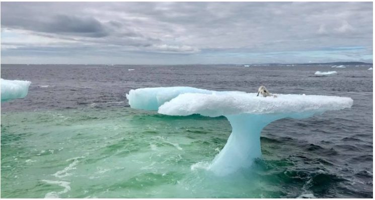 I pescatori artici pensavano di aver trovato una foca su un lastrone di ghiaccio, ma quando si sono avvicinati si sono resi conto che non era una foca
